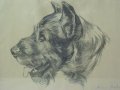 Wilma von friedrich:
Foxterrier
Kreidelithographie, Maße: 30 x 40 cm