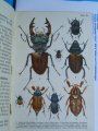 Book depicting beetle species