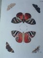 Book depicting butterfly species