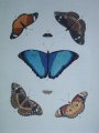 Book depicting butterfly species
